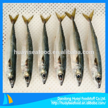 Seafrozen Mackerel Fish In Stock For Market